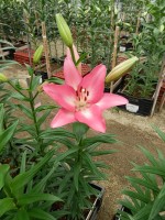 [5059 Arbatax No01.JPG]